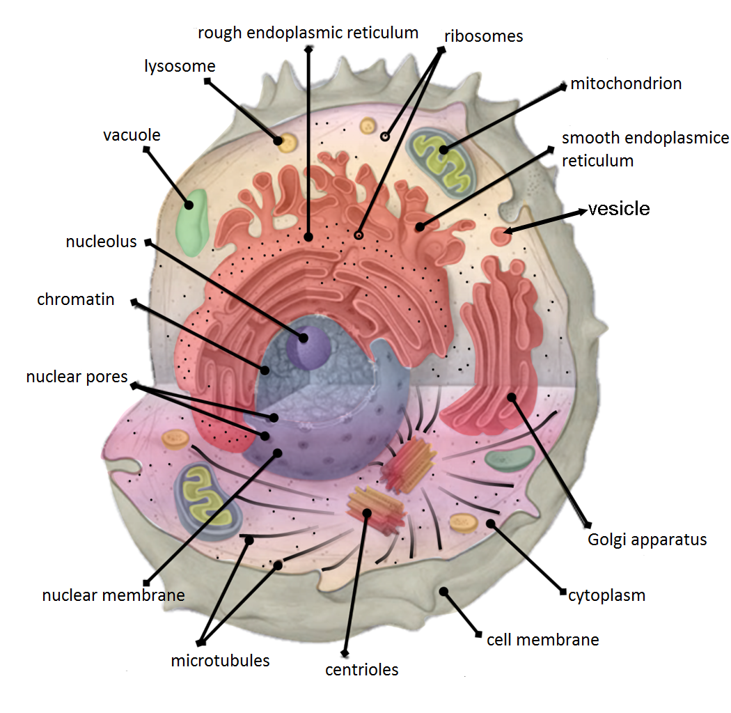 Cell Organelles
